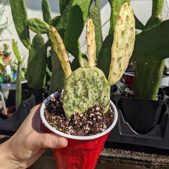 Variegated Prickly Pear Cactus - Picture 1 of 1